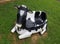 Newburg, Maryland, U.S - August 13, 2020 - A small bench in the shape of a black and white cow