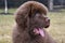 Newfie Puppy, Stick Your Tongue Out and Say Ahh