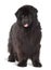 Newfoundland, 4 years old, standing