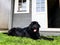 newfoundland black dog lies in the grass outside with the tongue out and a log cabin behind