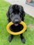 newfoundland black dog sitting down holds a yellow circle toy in its mouth waiting to play and looking at the camera