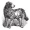 Newfoundland or Canis lupus familiaris vintage engraving