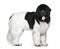 Newfoundland dog, 16 months old, standing