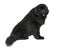 Newfoundland dog, 4 and a half years old, sitting