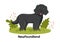 Newfoundland Dog Animals with Black, Brown or Landseer Color in Flat Style Cute Cartoon Template Hand Drawn Illustration