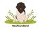 Newfoundland Dog Animals with Black, Brown or Landseer Color in Flat Style Cute Cartoon Template Hand Drawn Illustration