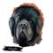 Newfoundland dog with big muzzle watercolor portrait, poster with text. Digital art of purebred canine origitated from