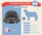 Newfoundland dog breed infographics