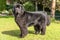 Newfoundland dog breed in an outdoor. Spectacular newfoundland dog, black, standing in profile in a nice garden