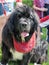 Newfoundland dog at the Fourth of July parade