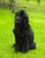 Newfoundland dog in front