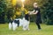 Newfoundland dog plays with man and woman