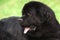 Newfoundland dog portrait