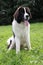 Newfoundland dog portrait on green grass