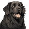 Newfoundland dog portrait over white background