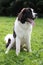 Newfoundland dog portrait sat on field