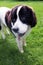 Newfoundland dog portrait standing on grass