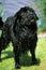 Newfoundland Dog, Rescue Dog emerging from Lake