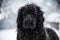 Newfoundland dog santa christmas cute xmas valentine love