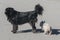 Newfoundland dog and scotch terrier