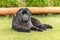 Newfoundland dog on a summer day in the garden. Newfoundland dog breed in an outdoor. Big dog on a green field. Rescue dog