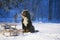 Newfoundland dog waiting for owner on Christmas Eve