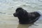 Newfoundland dog in water