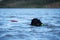 Newfoundland dog water work training