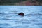 Newfoundland dog water work training