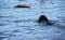 Newfoundland dog water work training