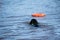 Newfoundland dog water work training