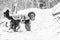 Newfoundland dog in winter with clothes