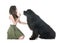 Newfoundland dog and woman