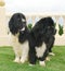 Newfoundland dogs