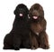 Newfoundland puppies, 5 and 30 months old