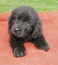 Newfoundland puppy