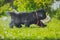 Newfoundland puppy, black, woolen