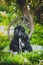 Newfoundland puppy, black, woolen