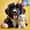 Newfoundland puppy lies next to Easter white bunnies