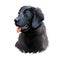 Newfoundland puppy purebred of large size digital art