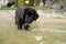 Newfoundland puppy takes a drink