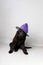 Newfoundland puppy with a witch hat against a grey seamless background