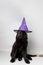 Newfoundland puppy with a witch hat and broom against a grey seamless background