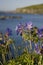Newfoundland\'s harebell flower