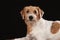 Newfoundlander dog posing for pictures in the studio