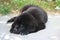Newfoundlander puppy resting