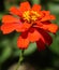 Newly bloomed red zinnia flower