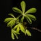 Newly blossomed horse chestnut leaves on a black background