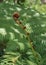 Newly blossoming fern growth