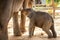 Newly born baby asian elephant  drink milk mother Mischievous in Surin Thailand